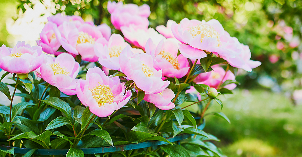 Close up of pink peony flowers and green leaves