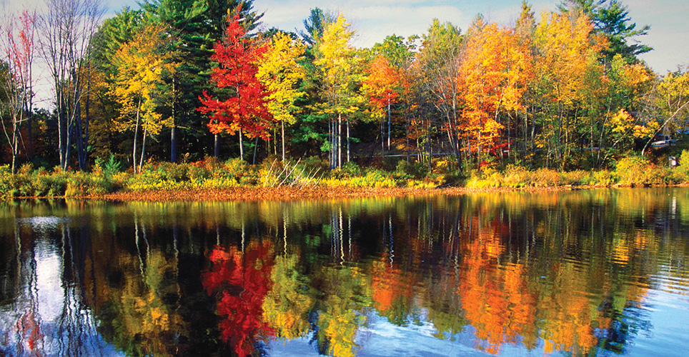 Autumn leaves reflected in water.