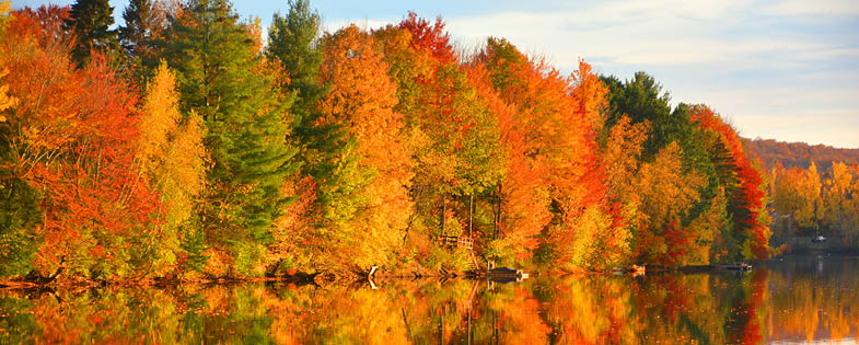 fall trees