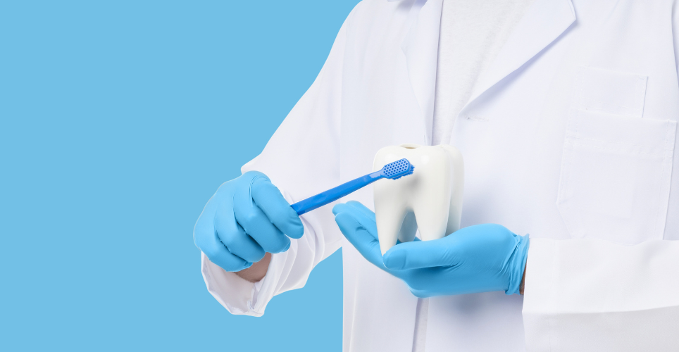 Dentist holding a toothbrush and large tooth