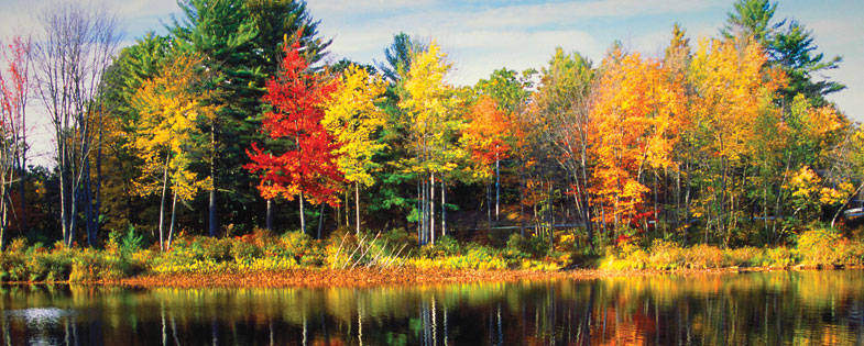Fall scene colorful trees