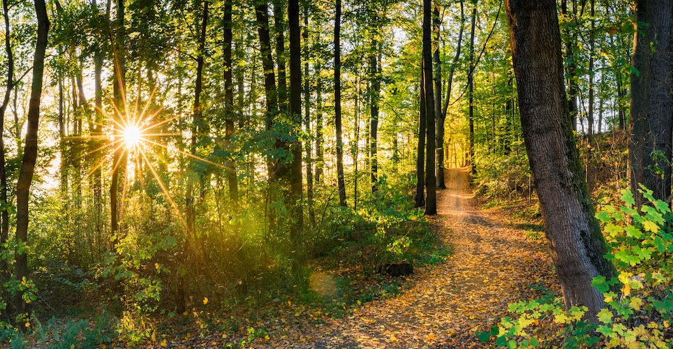 A path through trees with yellow sunlight shining through the green leaves