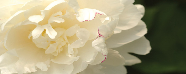 white peony flower blossom closeup