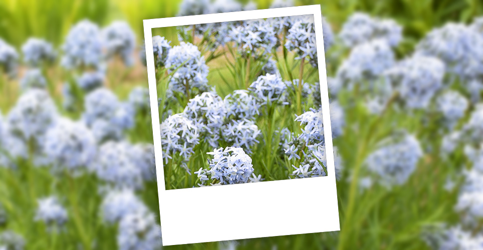 field of light purple flowers in a polinator garden with a polaroid frame referencing the "United by Purpose" campaign