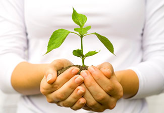 Plant in hand