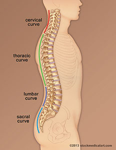 Illustration of the parts of the spine