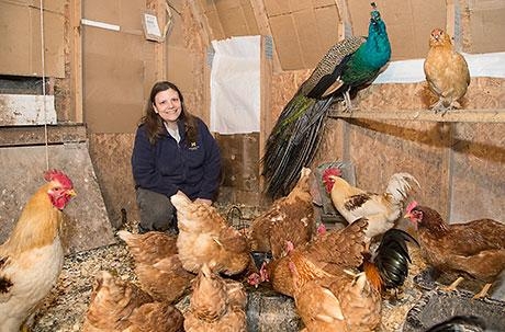 Andrea Randolph sitting with chickens and a peacock
