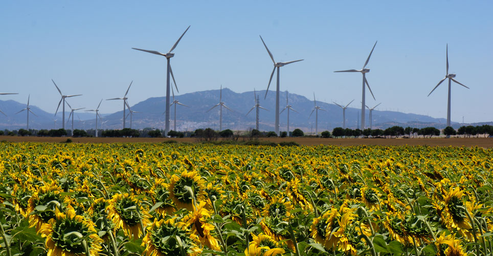 Distance photo of numerous wind turbines in a field of sunflowers