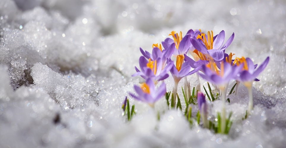 Several purple crocus flowers rising through snow.
