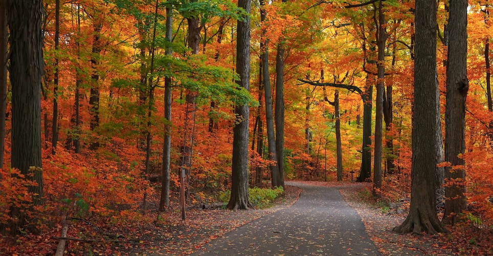 A path through a woody forrest with fall colors