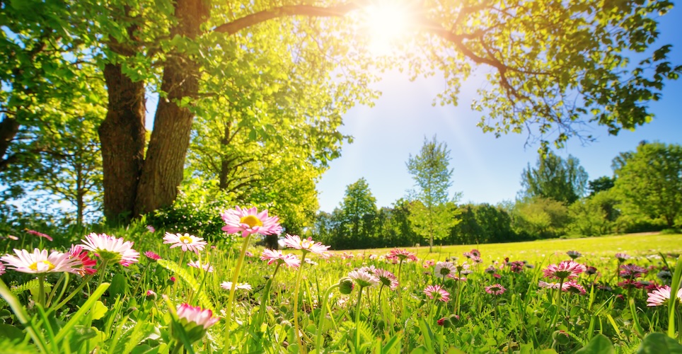 A field of pink flowers with trees in the background and a sunny blue sky