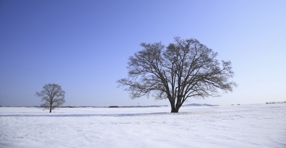 Trees in winter landscape